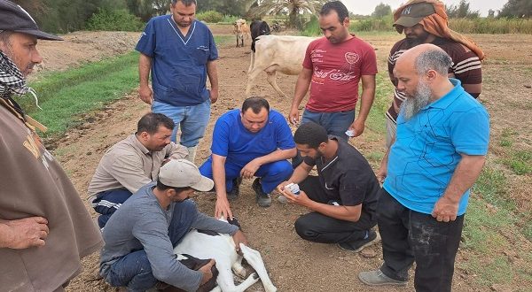 الزراعة : بحوث الصحراء ينظم قافلة بيطرية مجانية لمدينة الفرافرة بالوادى الجديد في إطار مبادرة حياة كريمة